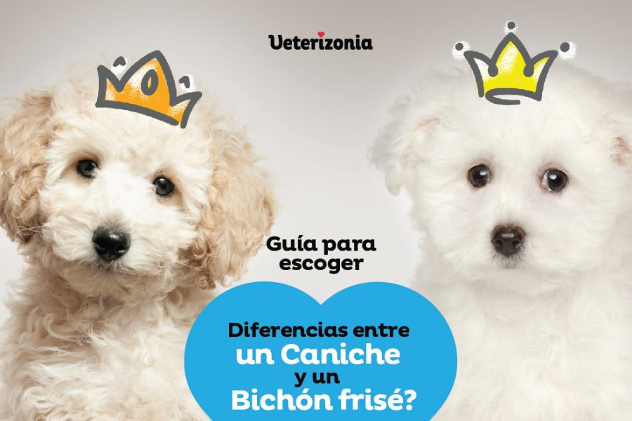 Caniche y Bichon Frise diferencias