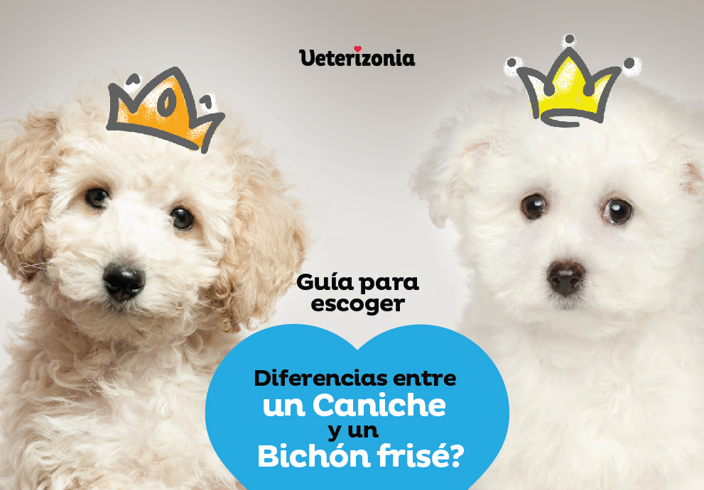 Caniche y Bichon Frise diferencias