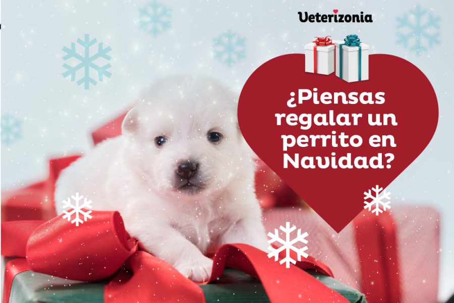 Regalar perros en Navidad