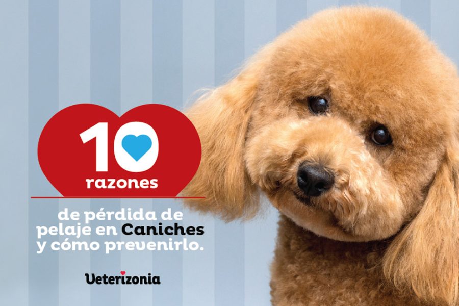 Perdida de pelaje Caniches