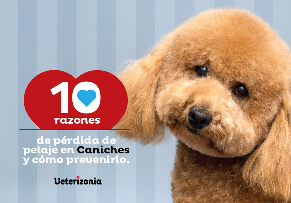 Perdida de pelaje Caniches