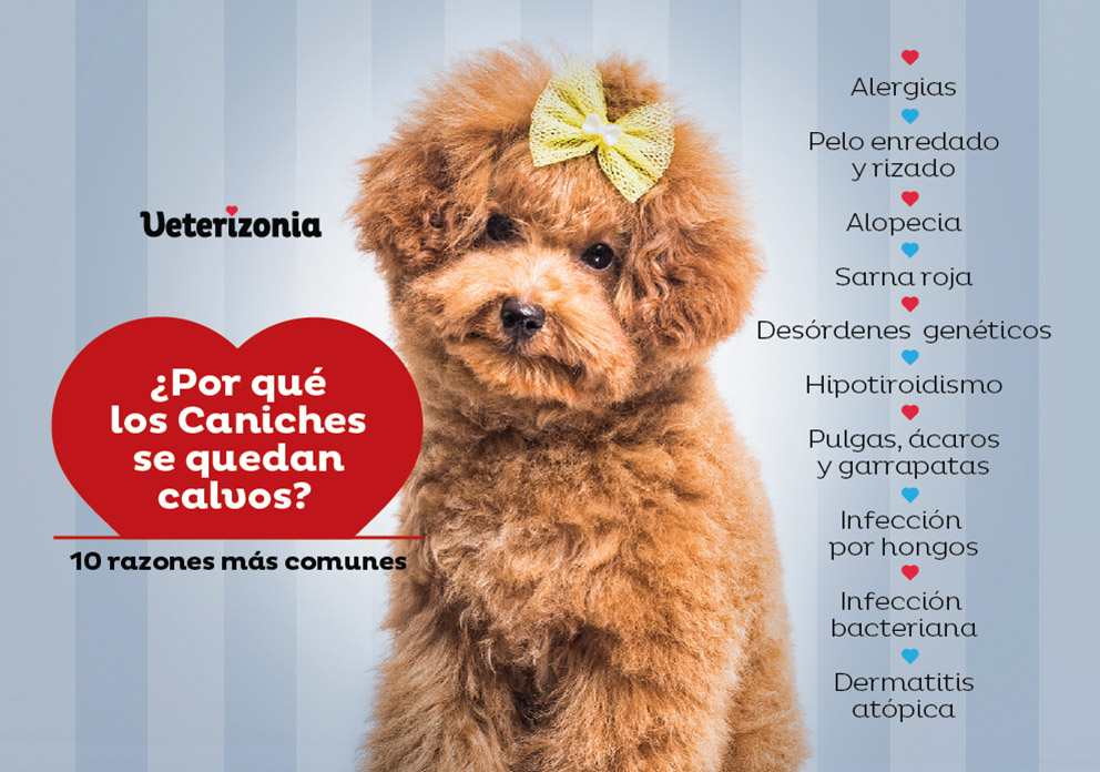 Perdida de pelaje Caniches 10 razones