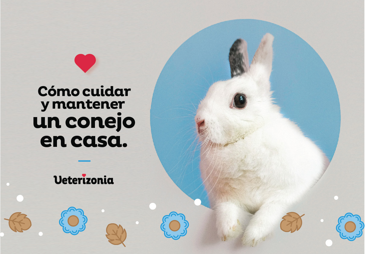 Conejo en casa - Cómo cuidar y mantener un conejo en casa
