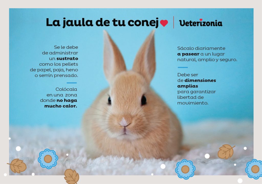 conejo en casa cuidados