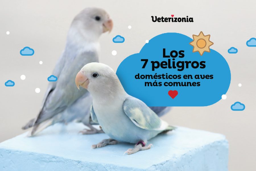 7 peligros aves