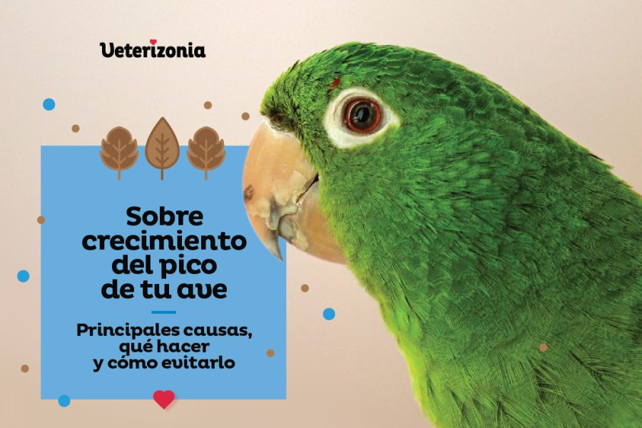 crecimiento pico del ave