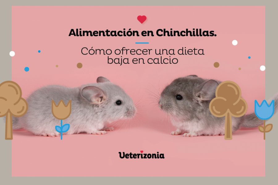 chichillas cuidado