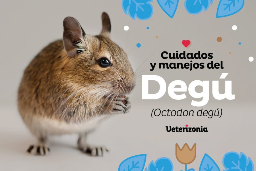 Degú cuidados