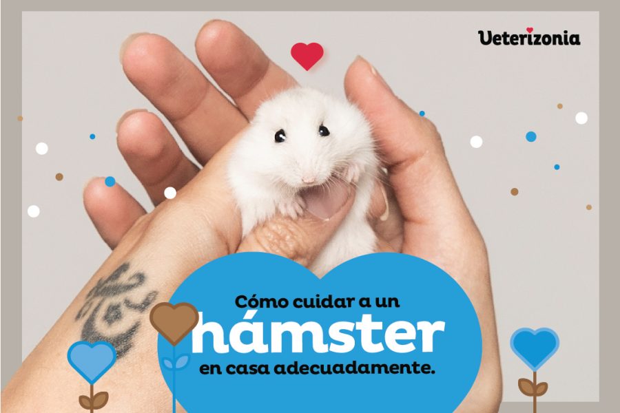 hámster ratones cuidado