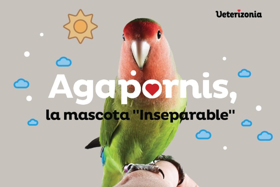 Agapornis cuidados