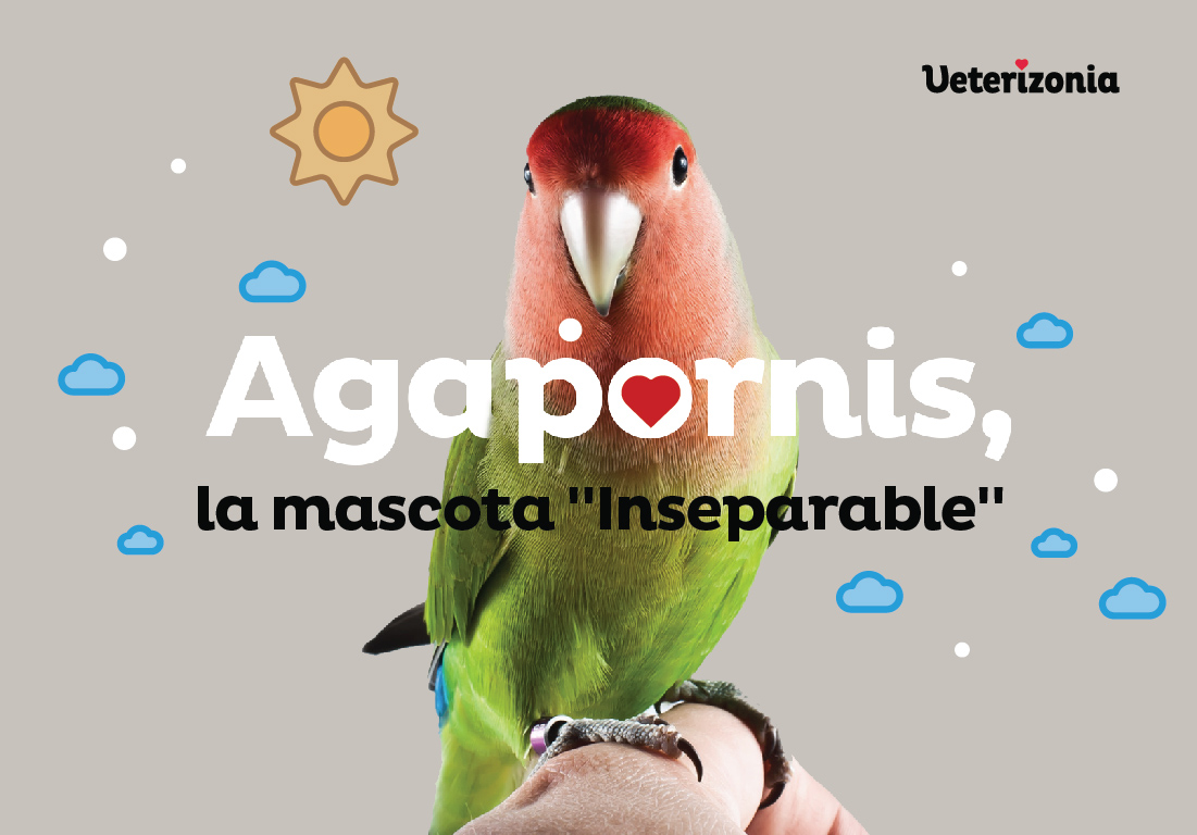Agapornis cuidados