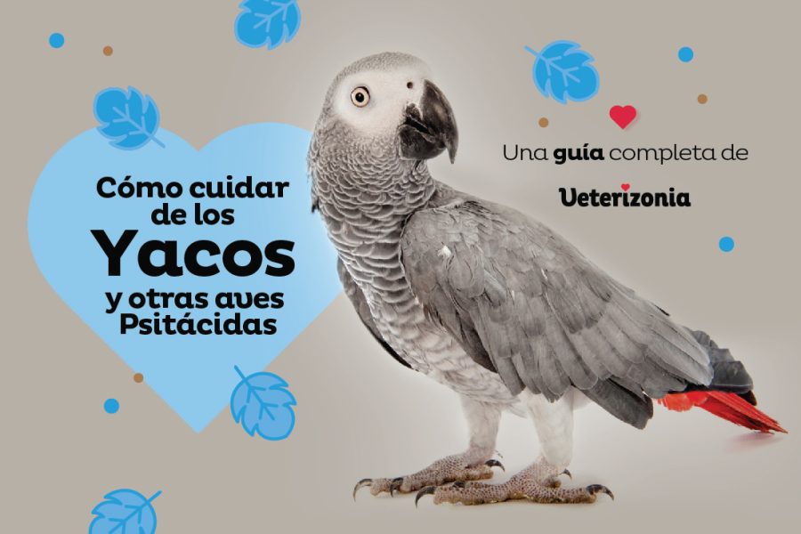 yacos y avespsitácidas