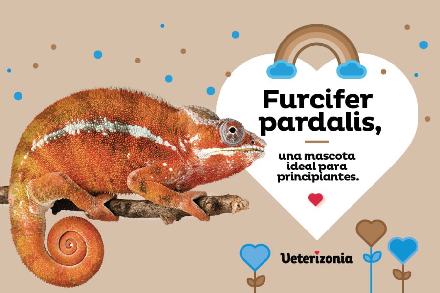 Camaleon cuidados