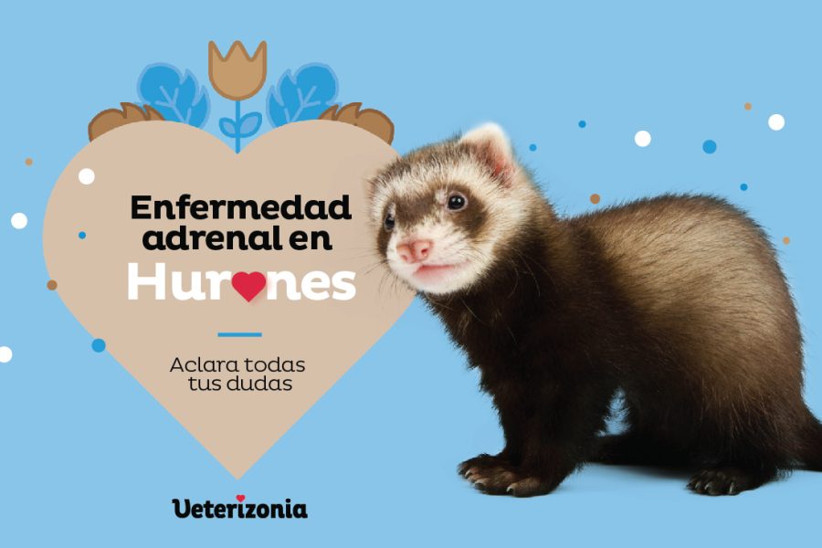 Hurones Adrenal