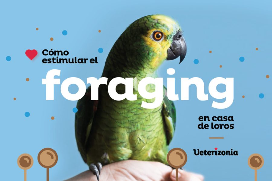 Loros foraging