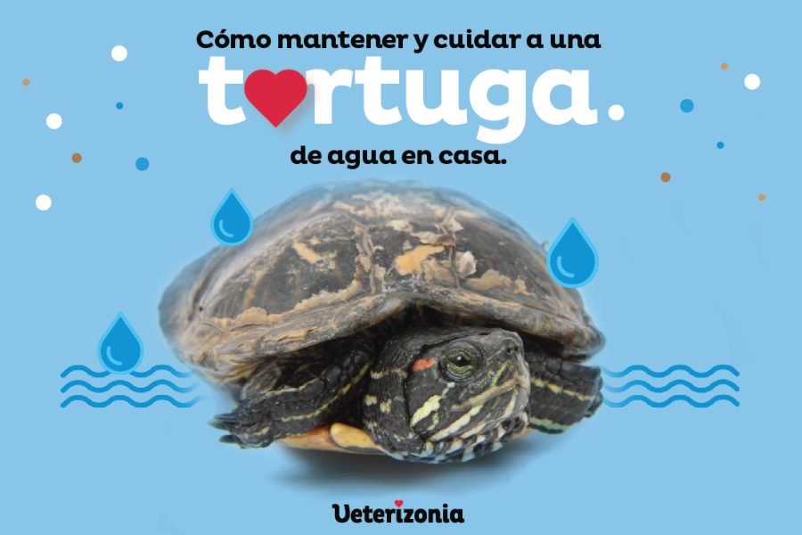 Tortuga de agua cuidados