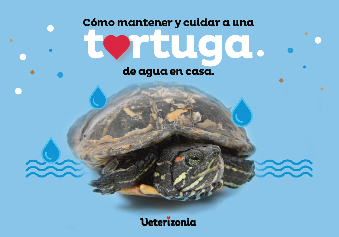 Tortuga de agua cuidados
