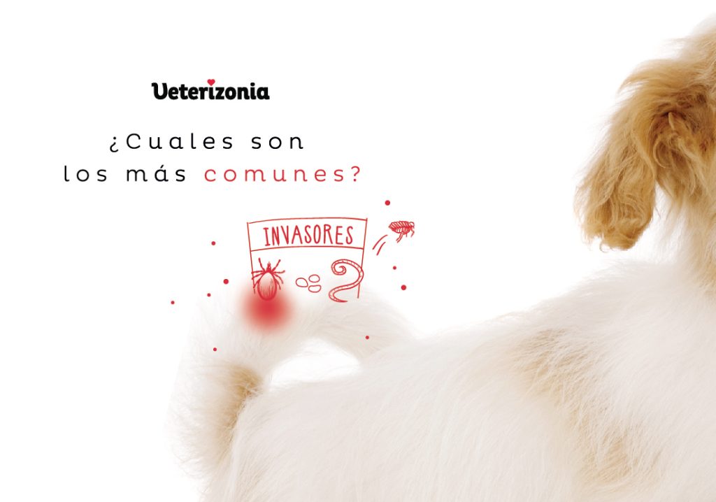 Parasitos perros mas comunes
