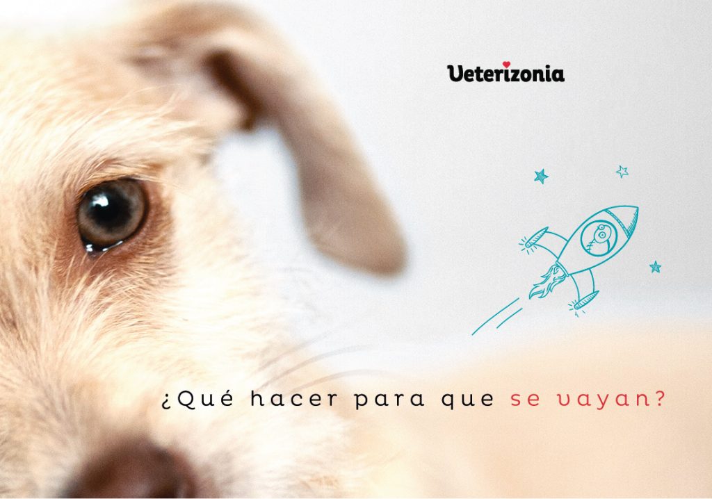 Parasitos perros antiparasitarios