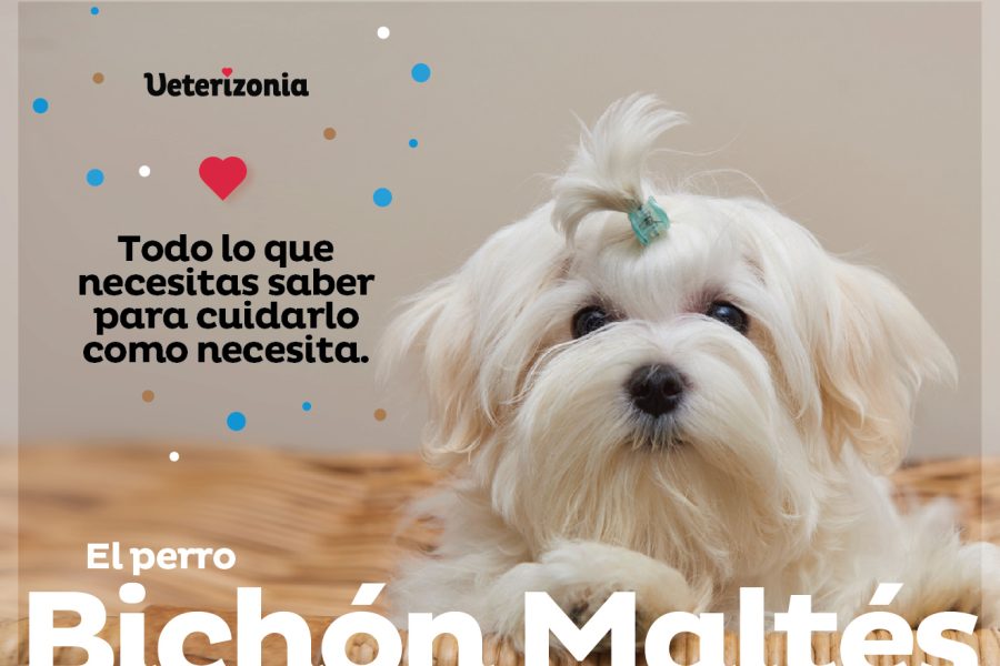 Bichón Maltés perro