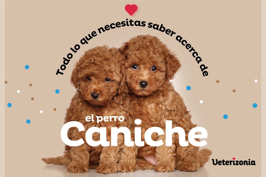 Caniche perro