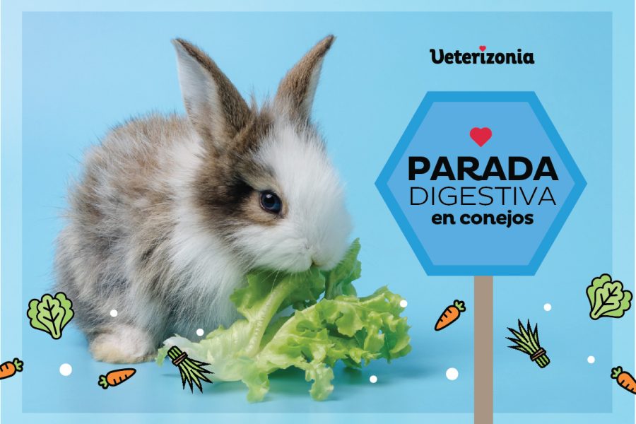Parada digestiva en conejos
