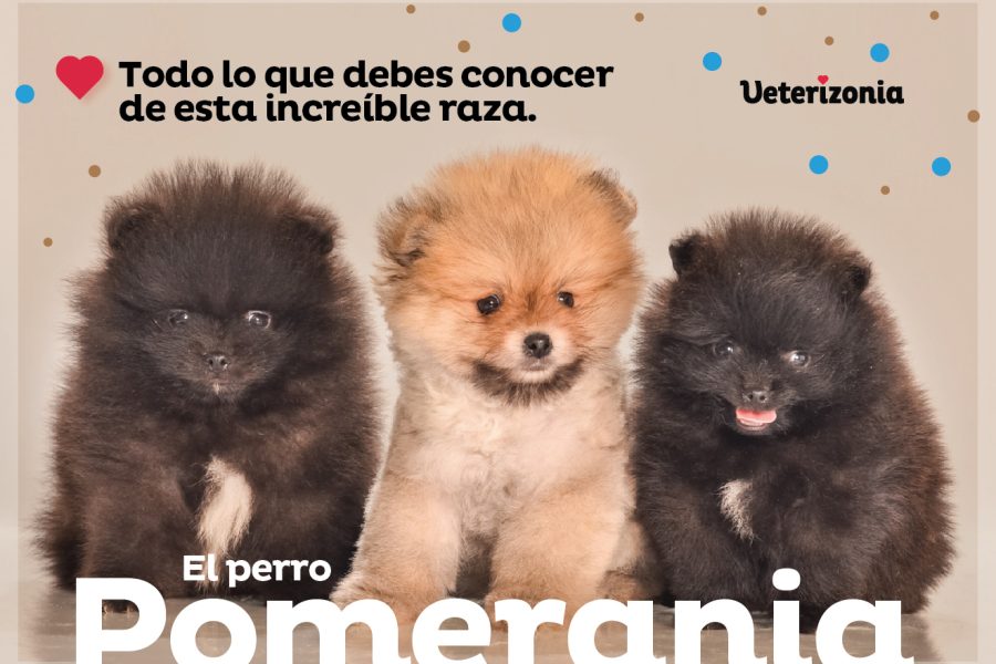 Pomerania perro
