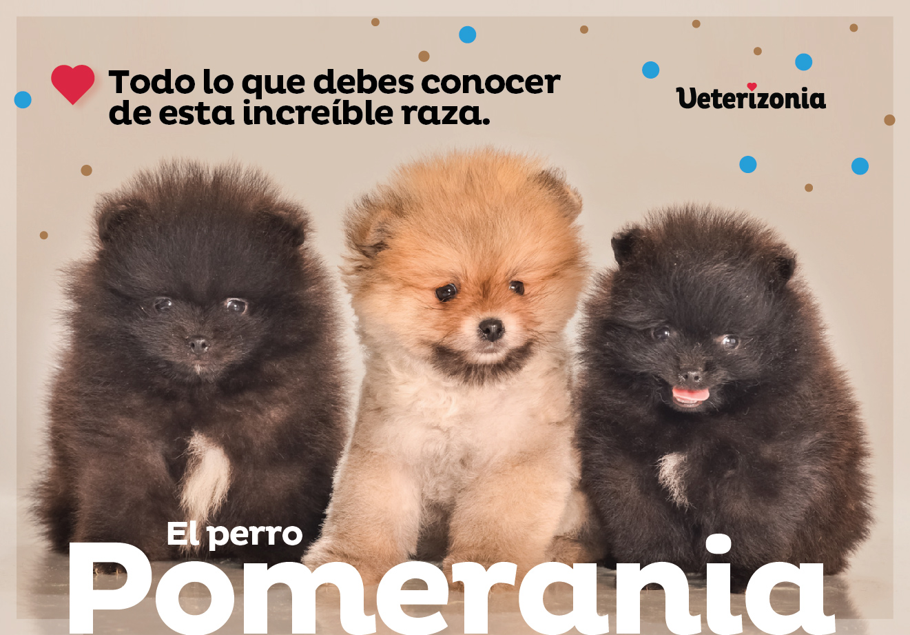 Pomerania perro