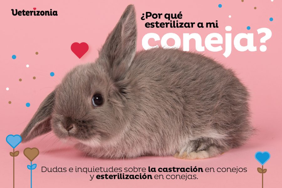 Esterilizacion Conejas