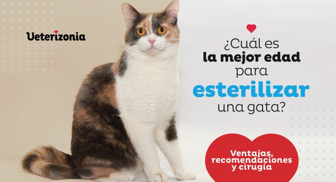 Cuál es la mejor edad para esterilizar una gata