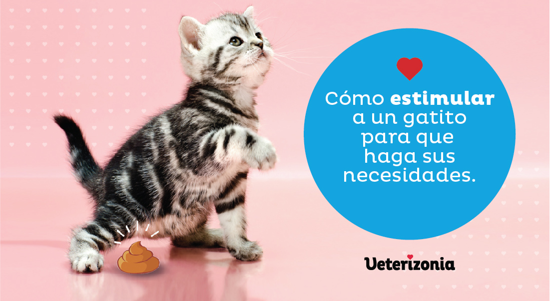 Estimular a mi gato para que defeque y orine - Cómo estimular a un gatito para que haga sus necesidades