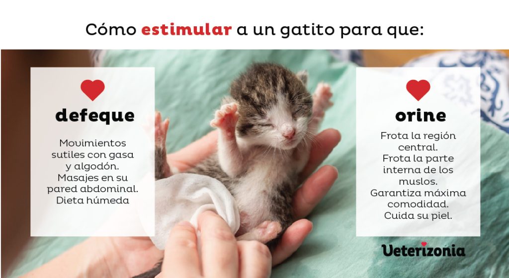 Estimular a mi gato para que defeque y orine - Preguntas y respuestas