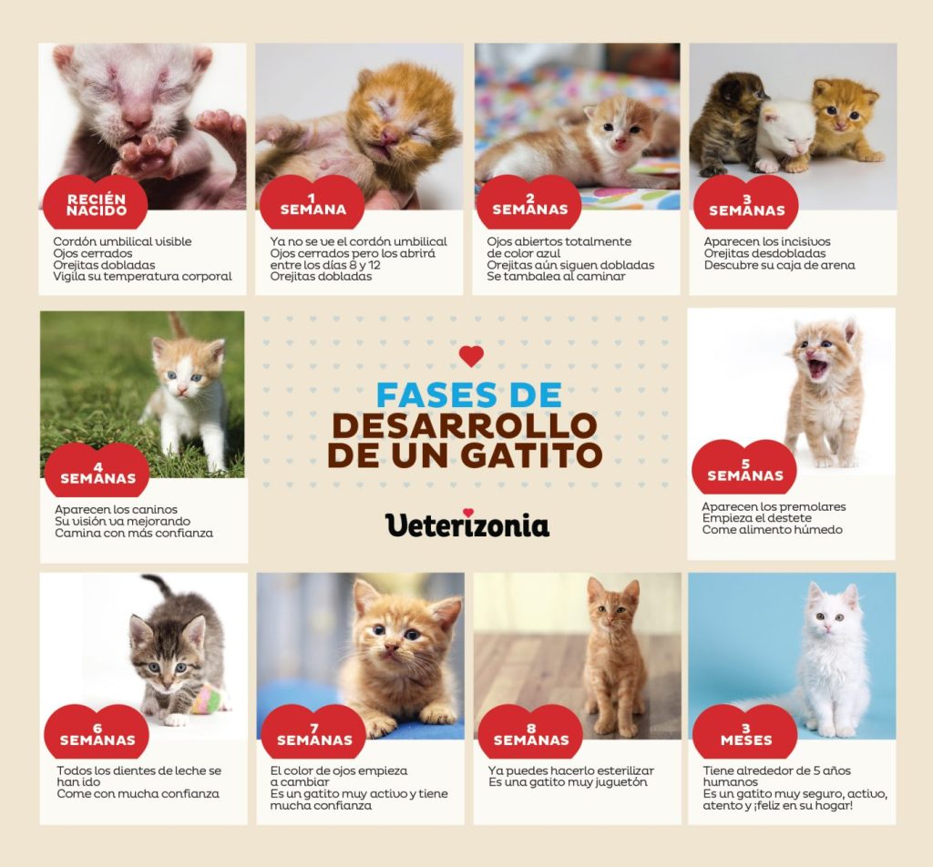 Cómo saber la edad de mi gatito