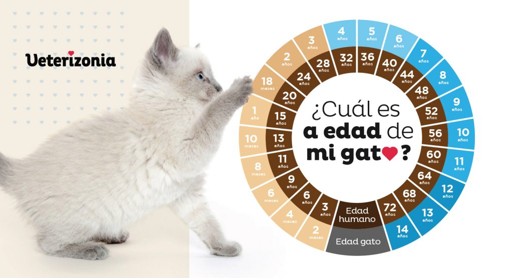 edad de mi gatito