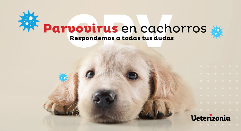 Parvovirus en cachorros
