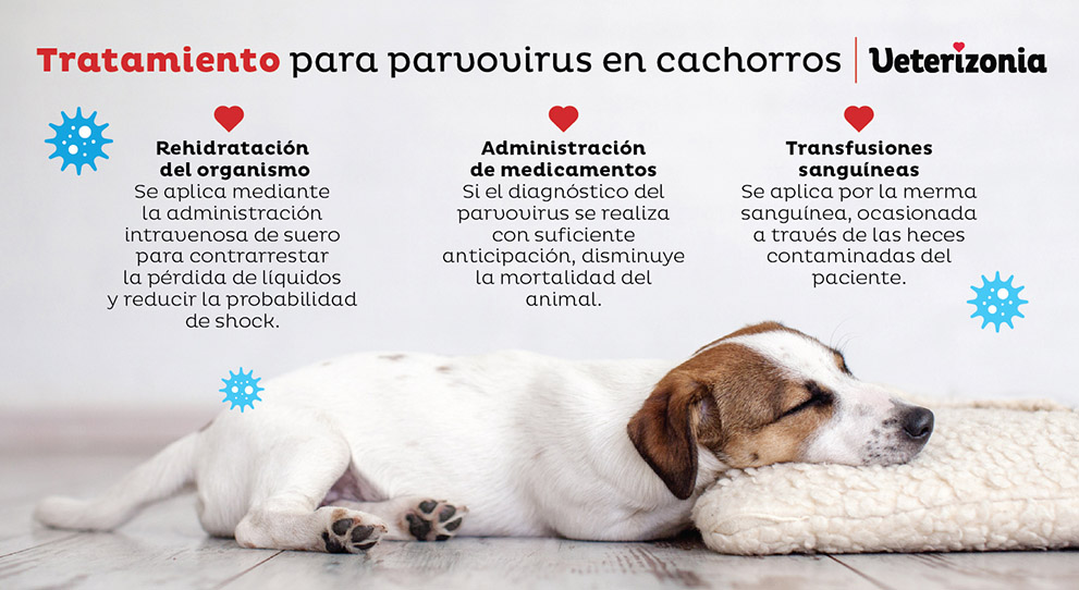 Parvovirus en cachorros tratamiento Parvovirus en cachorros tratamiento