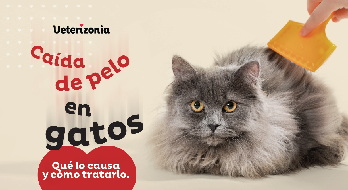 Caída del pelo en gatos