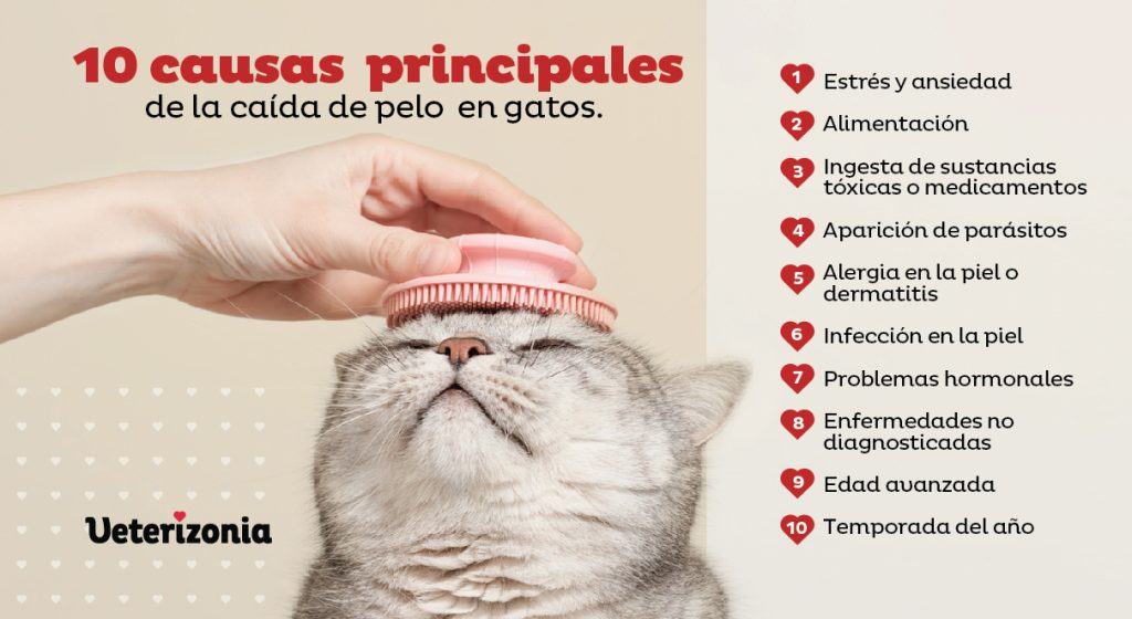 Caída del pelo en gatos causas