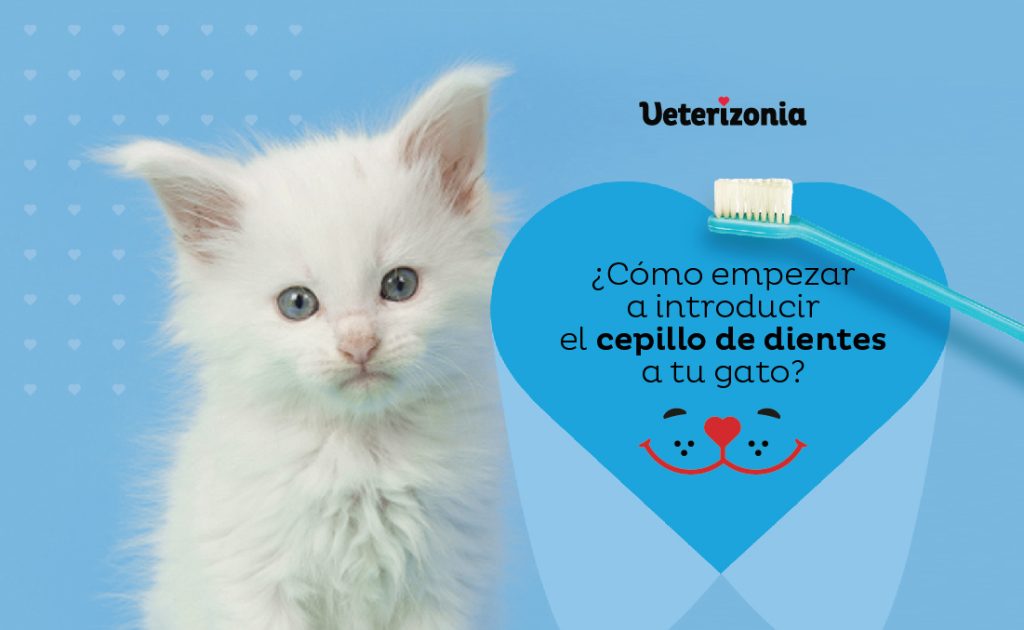 Higiene Oral y Dental Gatos cepillo dientes