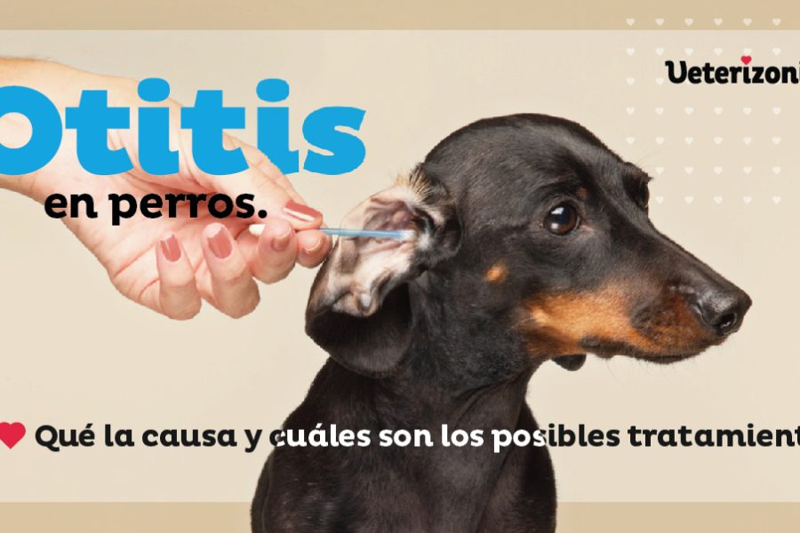 Otitis en perros
