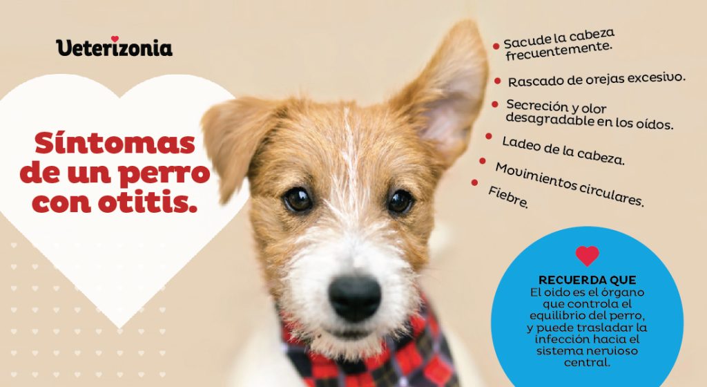 Otitis en perros sintomas