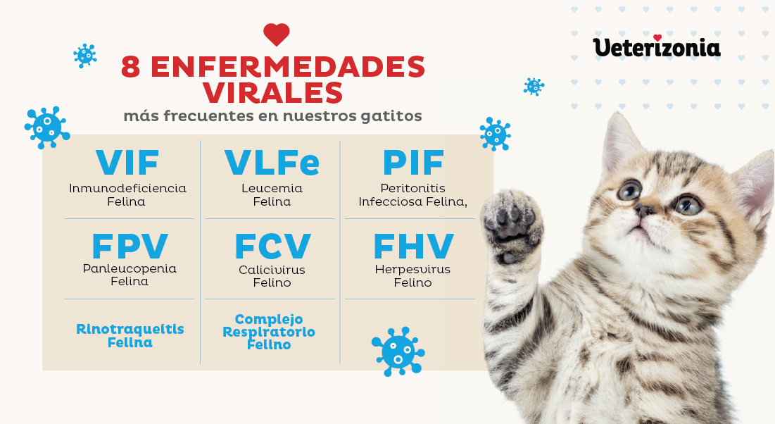 8 Enfermedades Virales Gatos