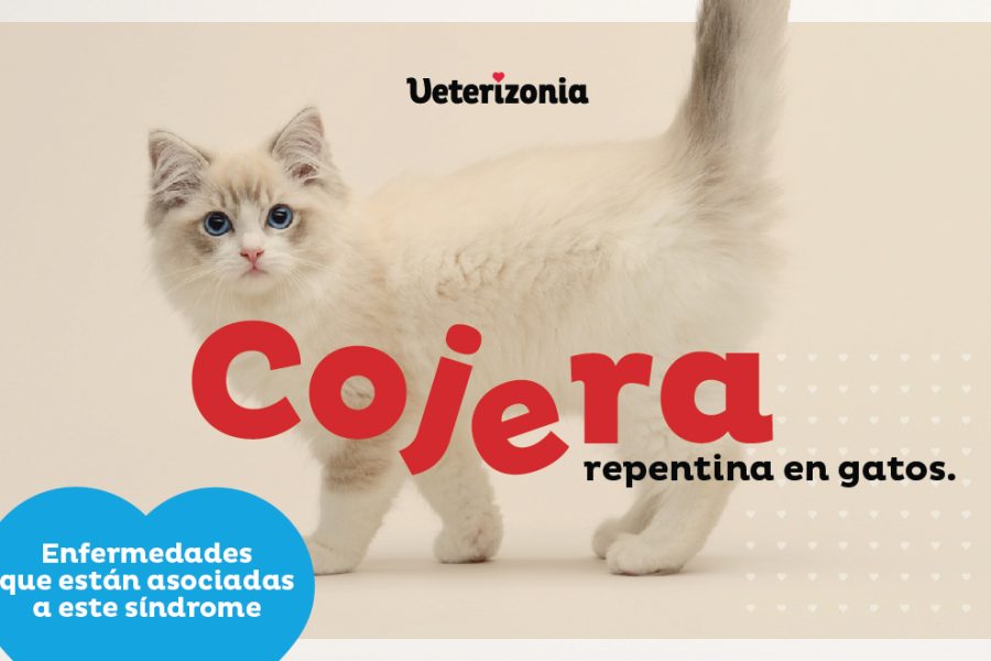 Cojera repentina en Gatos