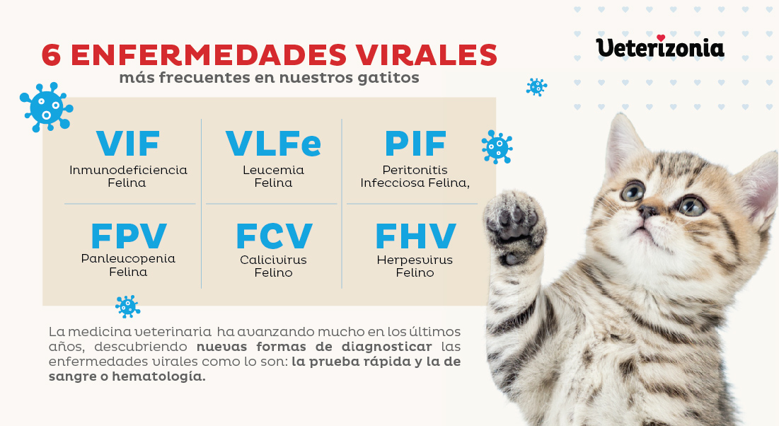 Enfermedades más comunes en Gatos