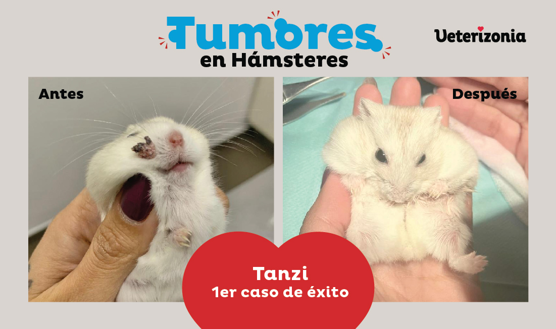 Caso tumor hamster ruso Caso tumor hamster ruso - Tumores en Hamster, por Veterizonia