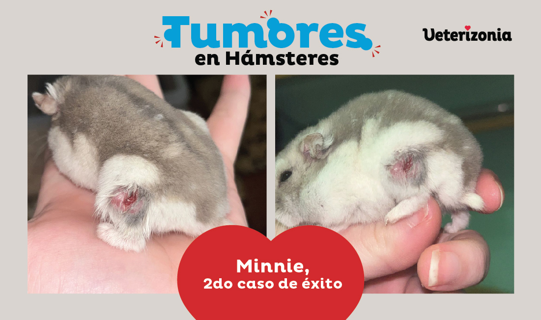Hembra de hamster ruso (Phodopus Sungorus) con úlcera en la pata posterior Hembra de hamster ruso (Phodopus Sungorus) con úlcera en la pata posterior
