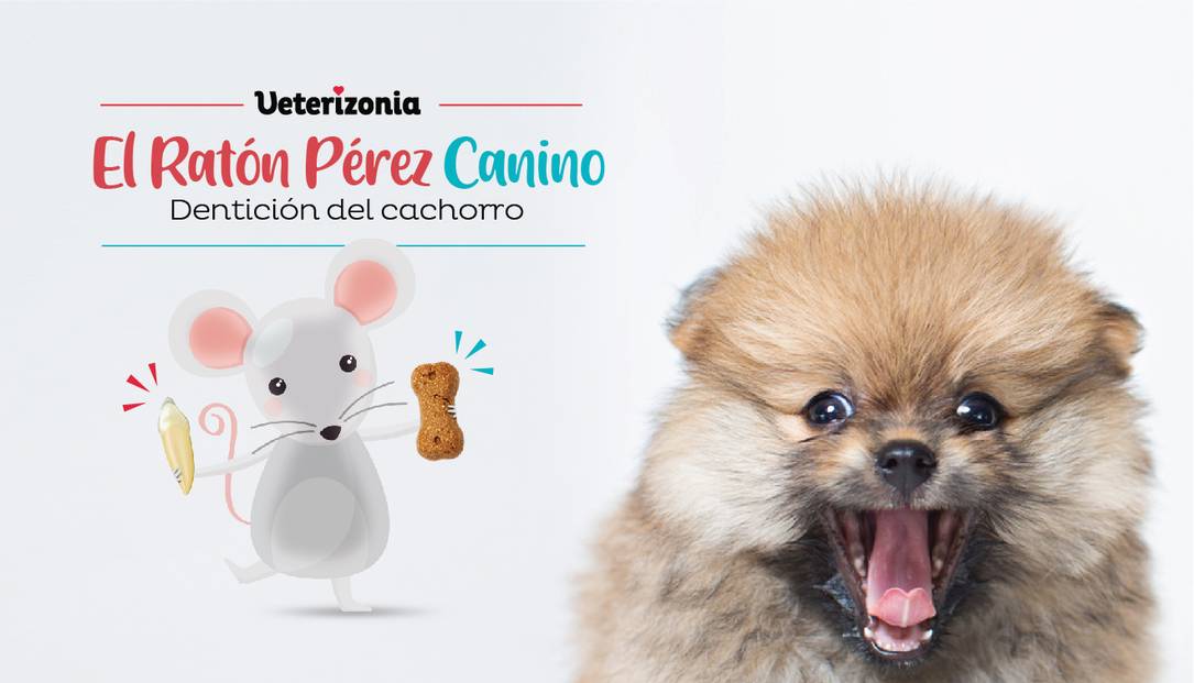 Dientes en perros - Dentición cachorros