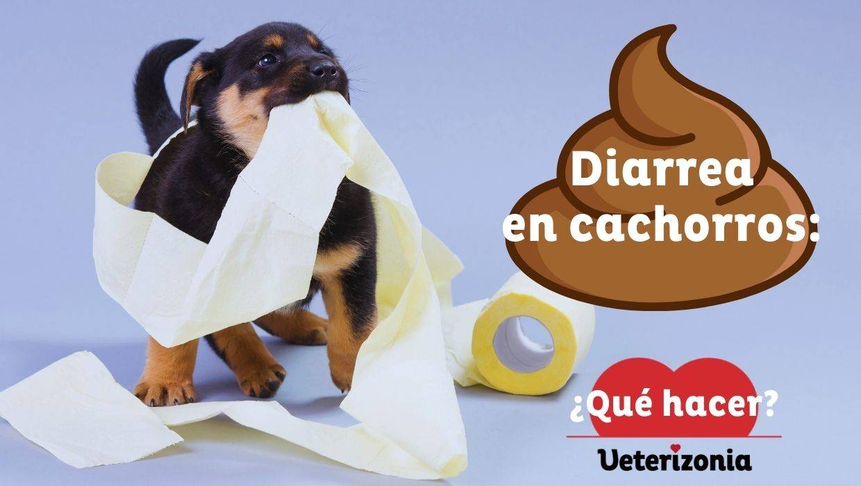 Cachorro con diarrea